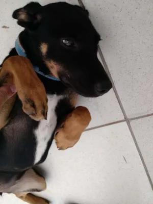 Cachorro raça Mista idade 2 a 6 meses nome Mel