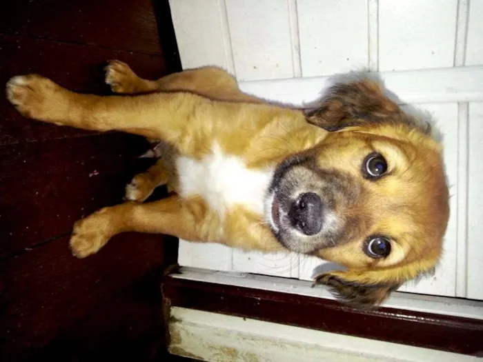 Cachorro ra a SRD idade 2 a 6 meses nome Spike