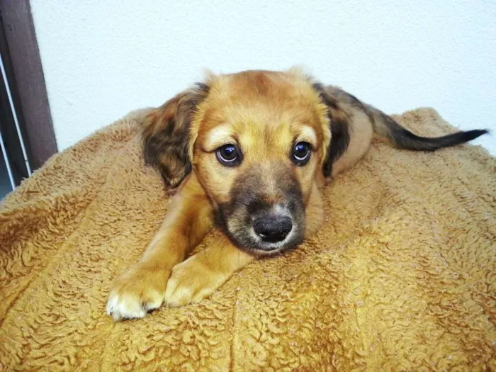 Cachorro ra a SRD idade 2 a 6 meses nome Spike