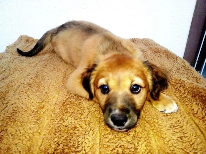 Cachorro ra a SRD idade 2 a 6 meses nome Spike