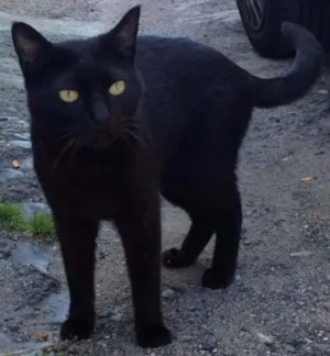 Gato raça COMUM idade 2 anos nome BAROBESA