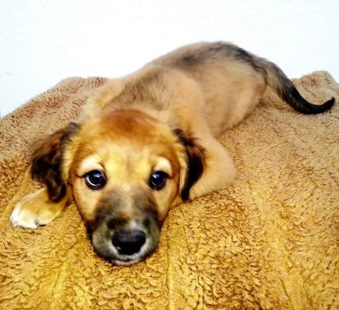 Cachorro ra a SRD idade 2 a 6 meses nome Spike