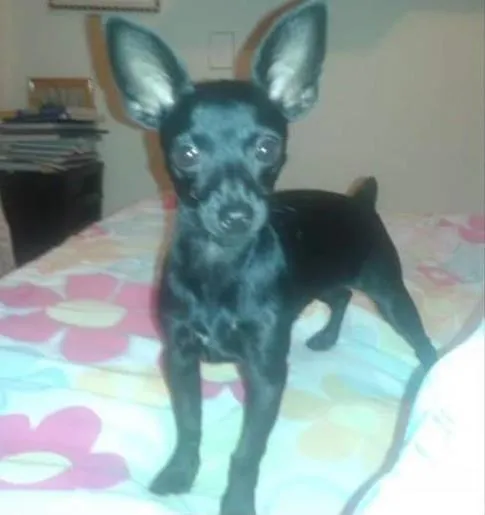 Cachorro ra a pinscher idade 3 anos nome Jolie