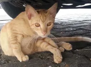 Gato raça vira lata idade 2 a 6 meses nome Amarelinha