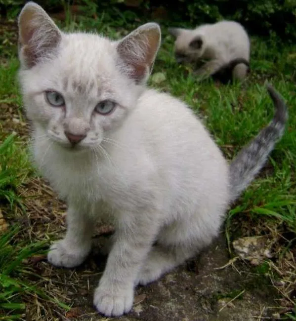 Gato ra a mestiço siamês idade 2 a 6 meses nome bebezinhos