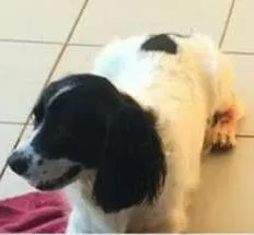 Cachorro ra a SRD mestiço cocker idade 6 ou mais anos nome Ramon