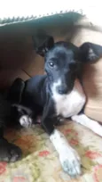 Filo/pretinha