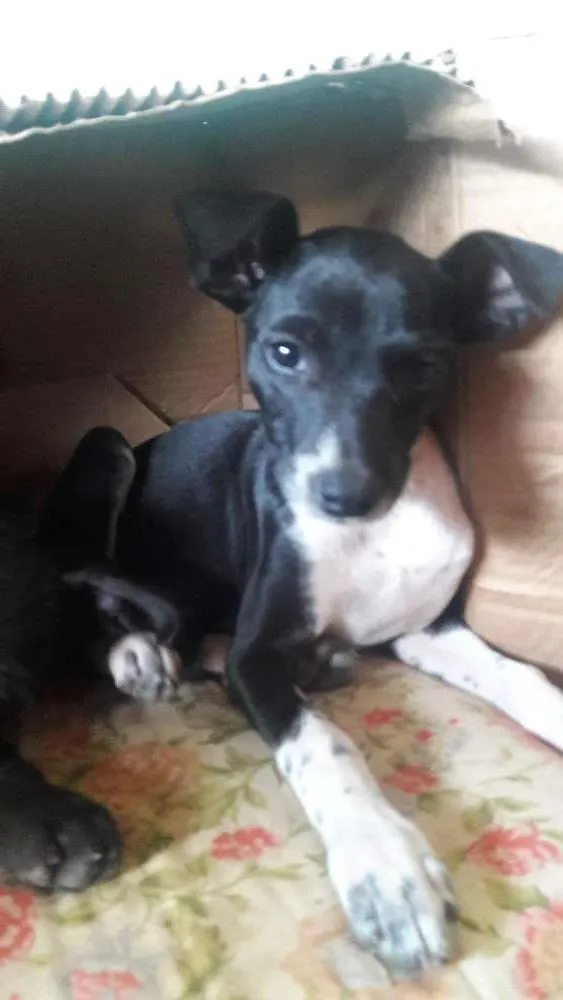 Cachorro ra a Sem raca definida idade 2 a 6 meses nome Filo/pretinha
