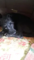 Filo/pretinha
