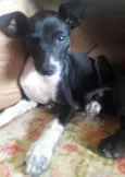Filo/pretinha