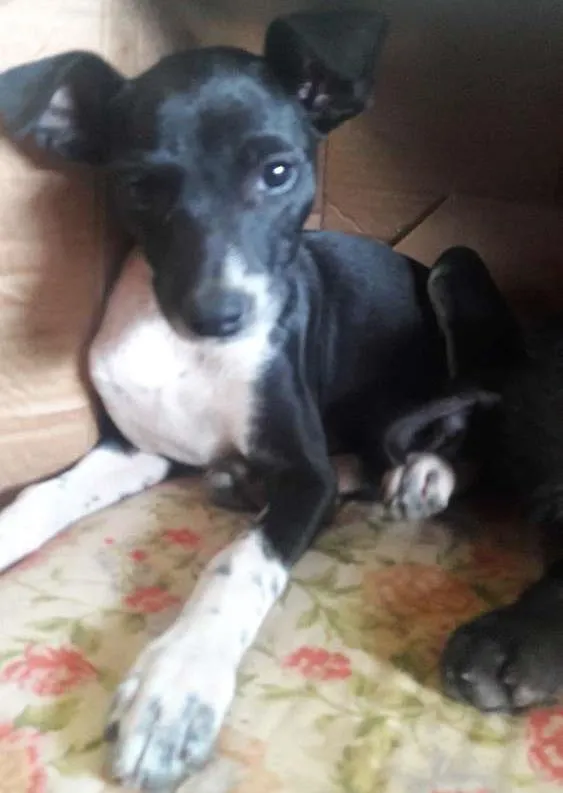 Cachorro ra a Sem raca definida idade 2 a 6 meses nome Filo/pretinha