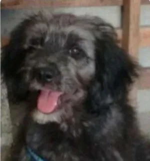 Cachorro raça SRD idade 2 a 6 meses nome estopinha