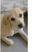 belinha