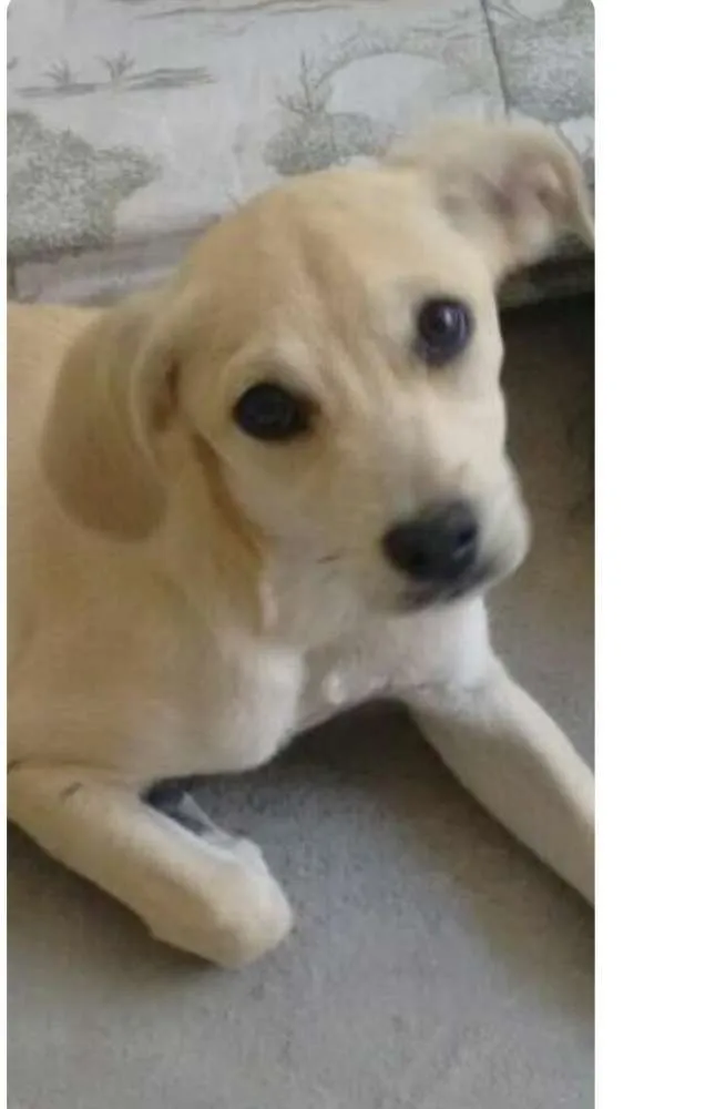 Cachorro ra a SRD idade 2 a 6 meses nome belinha