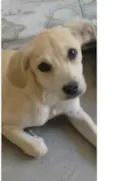 belinha