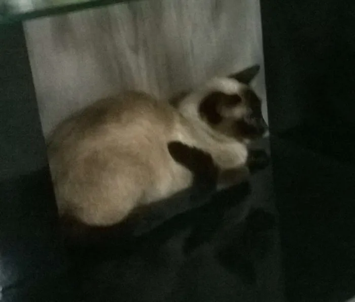 Gato ra a siamês idade 7 a 11 meses nome julia