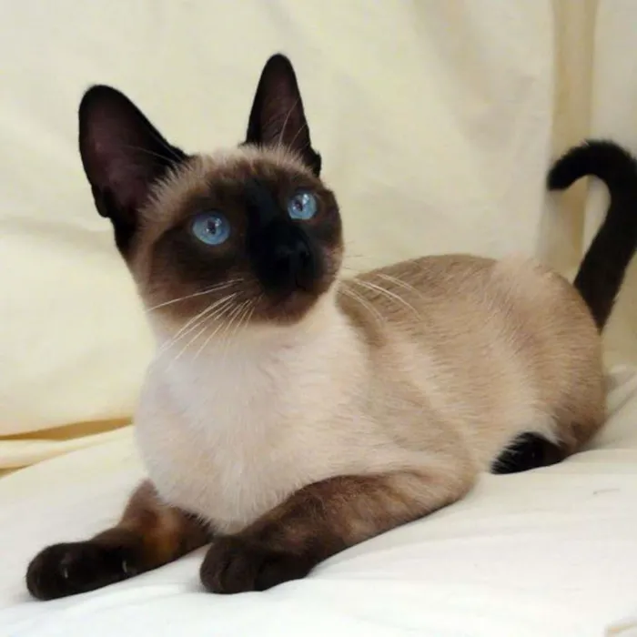 Gato ra a siamês idade 7 a 11 meses nome julia