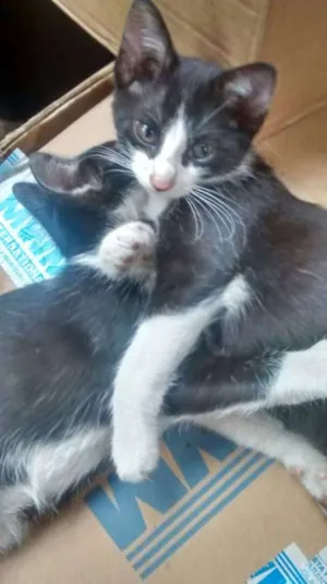 Gato raça  idade 2 a 6 meses nome Adoção conjunta