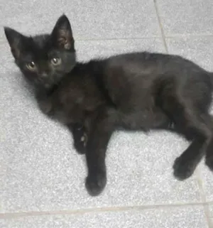 Gato raça  idade 2 a 6 meses nome Lobinho