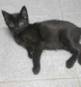 Lobinho