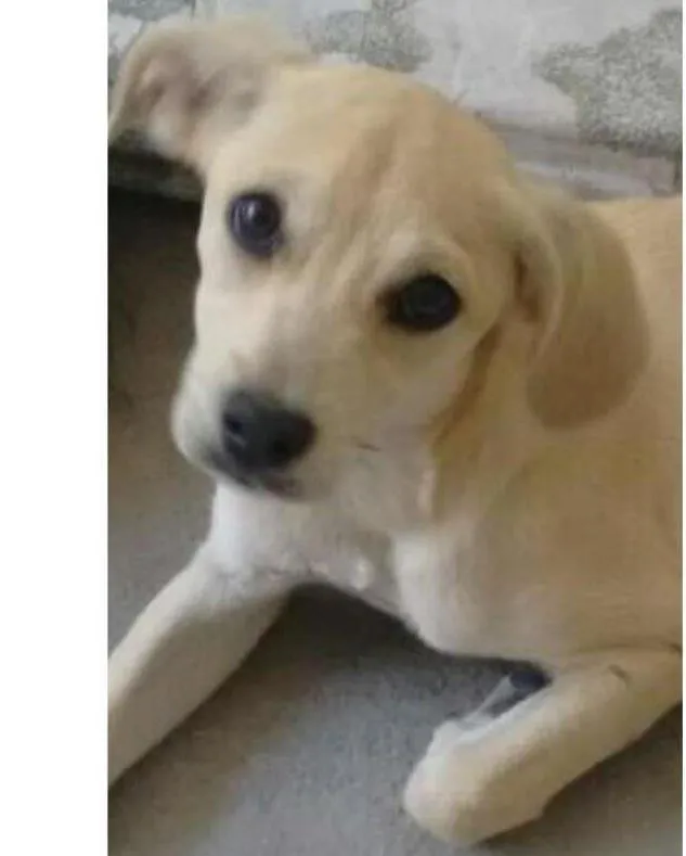 Cachorro ra a SRD idade 2 a 6 meses nome belinha