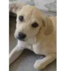 belinha