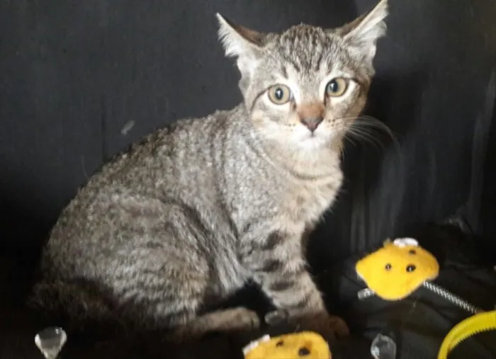Gato ra a SRD idade 2 a 6 meses nome Monalisa