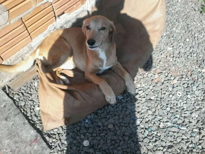 Cachorro ra a VIRA LATA idade 6 ou mais anos nome SNOOP