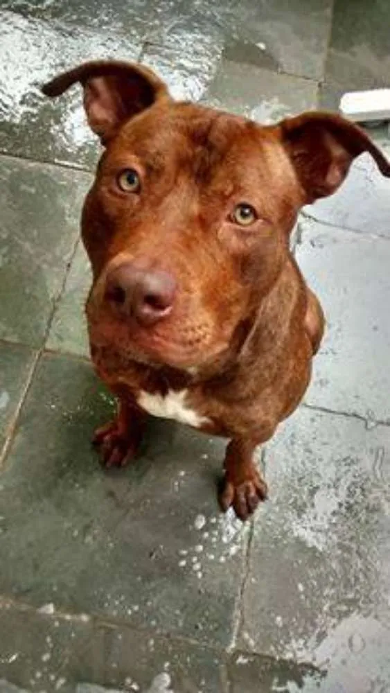 Cachorro ra a Pitbull idade 3 anos nome Benno GRATIFICA