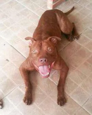 Cachorro raça Pitbull idade 3 anos nome Benno GRATIFICA