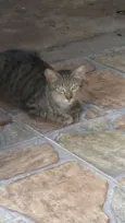 Fofinhos