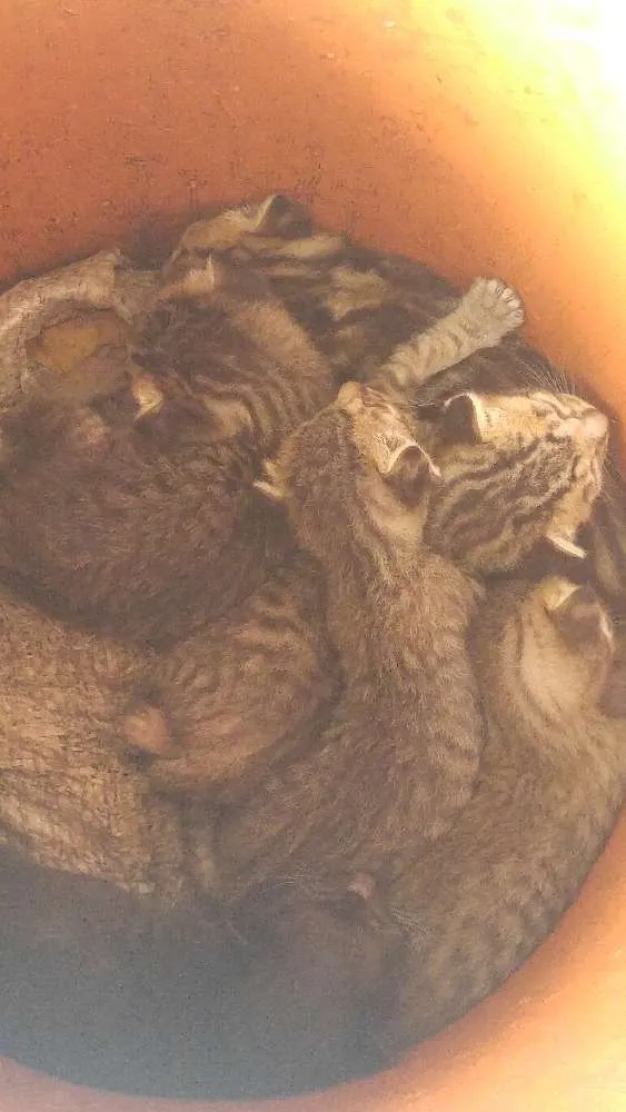 Gato raça Viralatas idade Abaixo de 2 meses nome Fofinhos