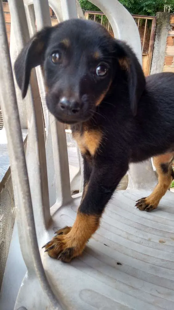 Cachorro ra a srd idade Abaixo de 2 meses nome neguinha