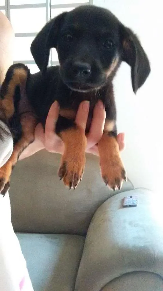Cachorro ra a srd idade Abaixo de 2 meses nome neguinha