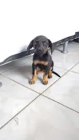 neguinha