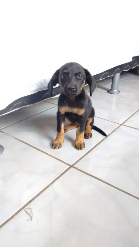 Cachorro ra a srd idade Abaixo de 2 meses nome neguinha