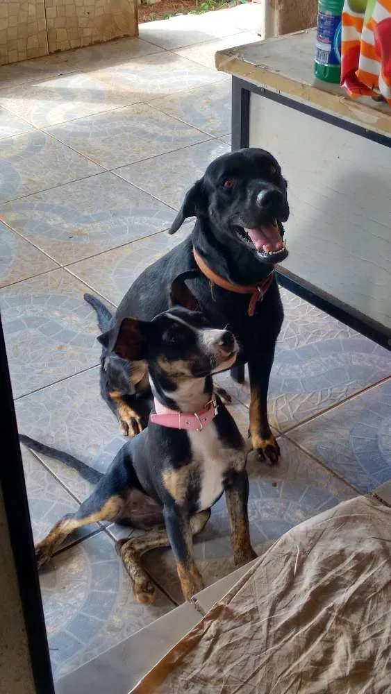 Cachorro ra a srd idade Abaixo de 2 meses nome neguinha