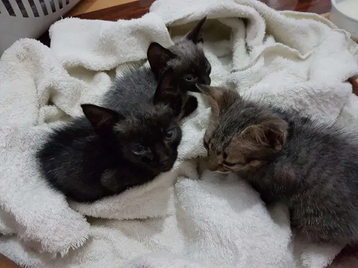 Gato raça  idade Abaixo de 2 meses nome Sem nome