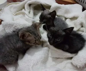 Gato raça  idade Abaixo de 2 meses nome Sem nome