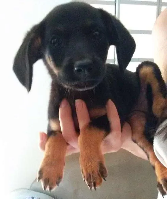 Cachorro ra a srd idade Abaixo de 2 meses nome neguinha