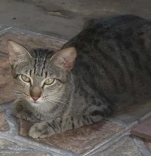 Gato raça Viralatas idade Abaixo de 2 meses nome Fofinhos
