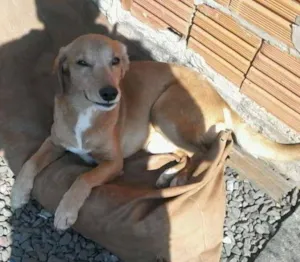 Cachorro raça VIRA LATA idade 6 ou mais anos nome SNOOP