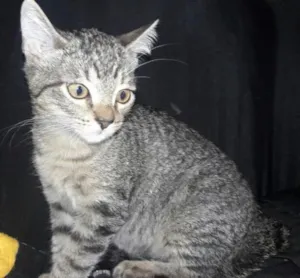 Gato raça SRD idade 2 a 6 meses nome Monalisa