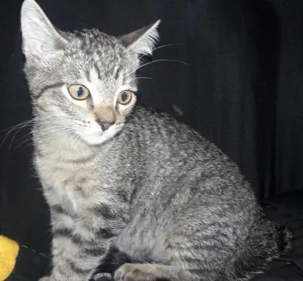 Gato ra a SRD idade 2 a 6 meses nome Monalisa