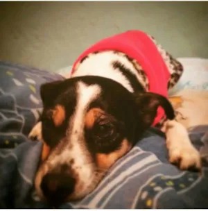 Cachorro raça Fox paulistinha idade 4 anos nome Sofia