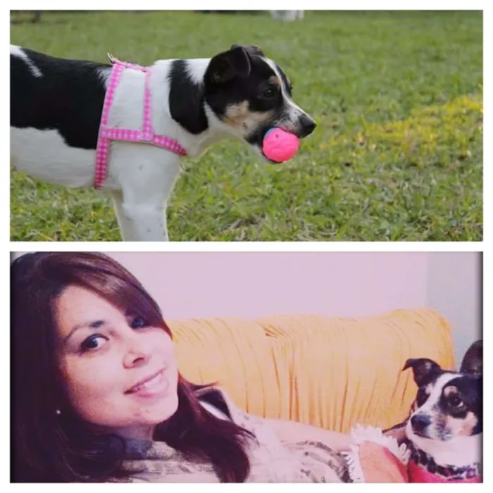 Cachorro raça Fox paulistinha idade 4 anos nome Sofia