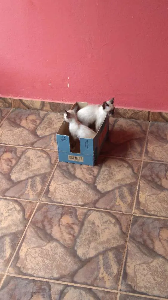 Gato ra a Não identificado  idade Abaixo de 2 meses nome Sem nome