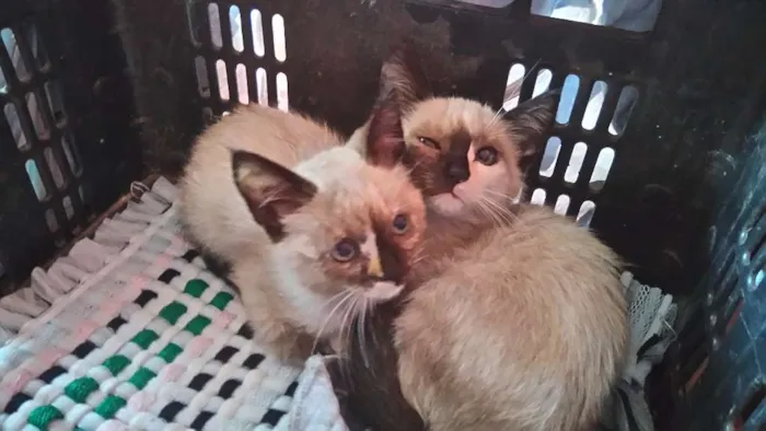 Gato ra a Não identificado  idade Abaixo de 2 meses nome Sem nome