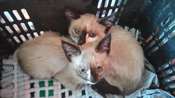 Gato ra a Não identificado  idade Abaixo de 2 meses nome Sem nome