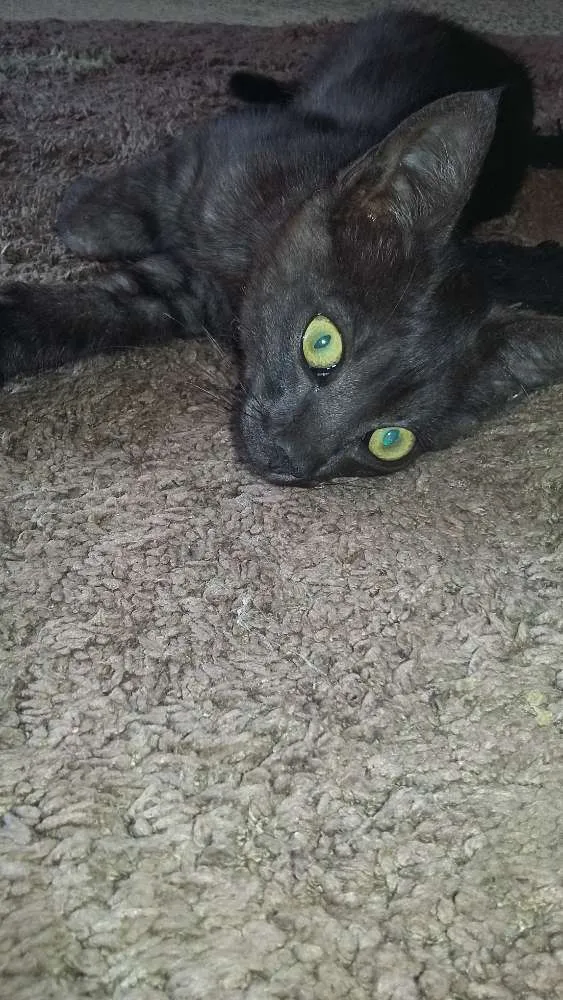 Gato ra a S.R.D idade Abaixo de 2 meses nome Sem nome